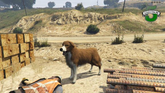 Border Collie GTA 5