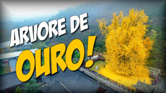 Árvore de Ouro